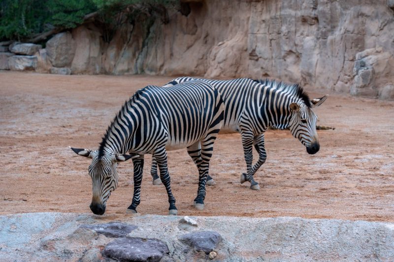 Bioparc Valencia